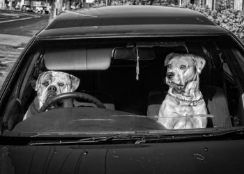 Who Let the DOG Out?