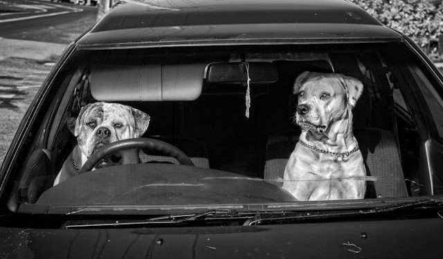 Who Let the DOG Out?