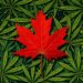 10 Biggest Cannabis Stocks in the US and Canada in 2024