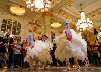 PETA protests Biden turkey pardon with ‘Hell on Wheels’ display, subliminal messaging to make people go vegan