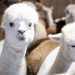 DOGE slashes nearly $1M for alpaca farming in Peru, other questionable grants in latest wasteful spending cut