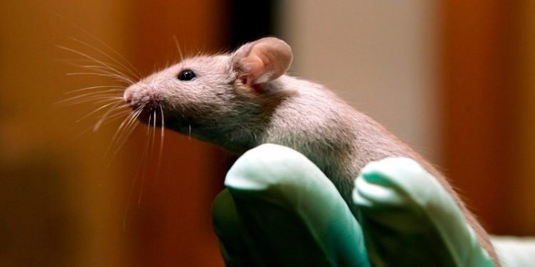 FDA phasing out some animal testing in ‘win-win’ for ethics and public health: commissioner