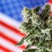 Analysts React: Trump Signs Executive Order to Reschedule Cannabis